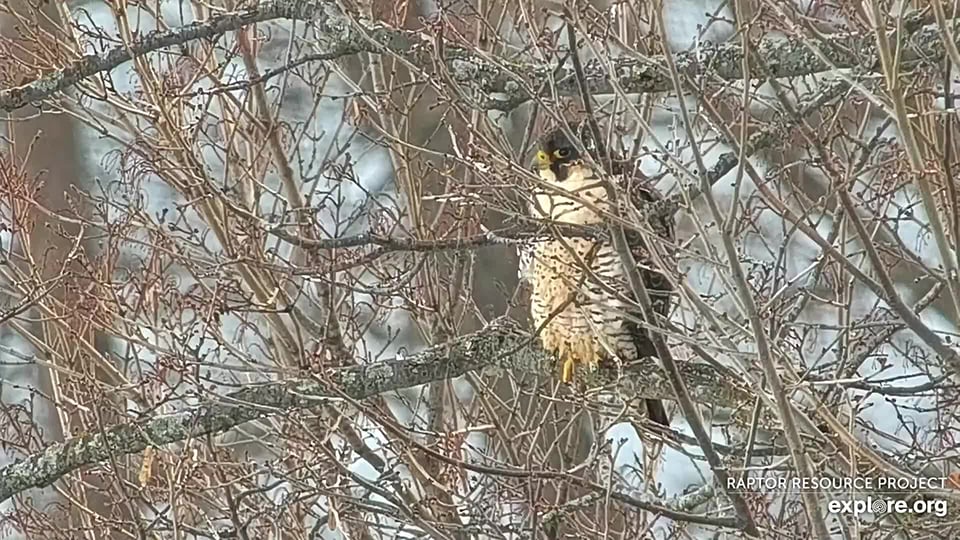 January 22: Unknown falcon at Great Spirit Bluff