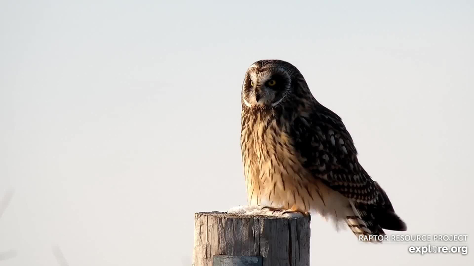 January 23, 2022: A short-eared owl on the Flyway