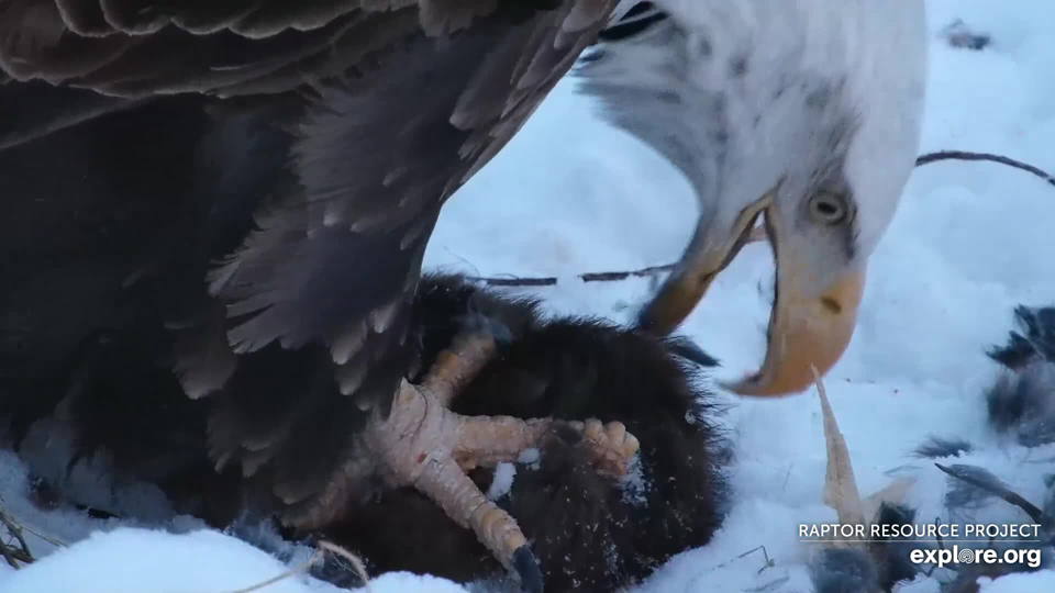 I love to see DNF enjoying a hearty meal! All eagles like to eat, but she especially seems to enjoy tucking into whatever is on her plate!