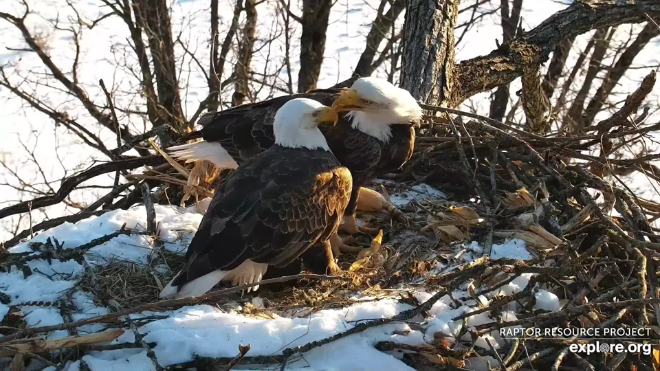 February 1, 2022: DNF gently nibbles Mr. North's beak.