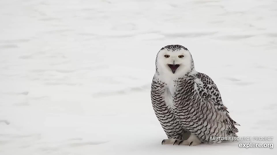 February 6, 2022: Superb-owl Sunday