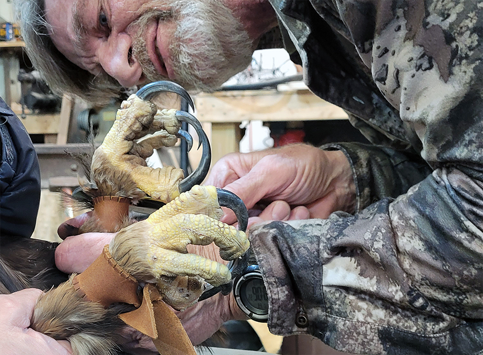 Brett Mandernack measures a Golden Eagle's hallux claw