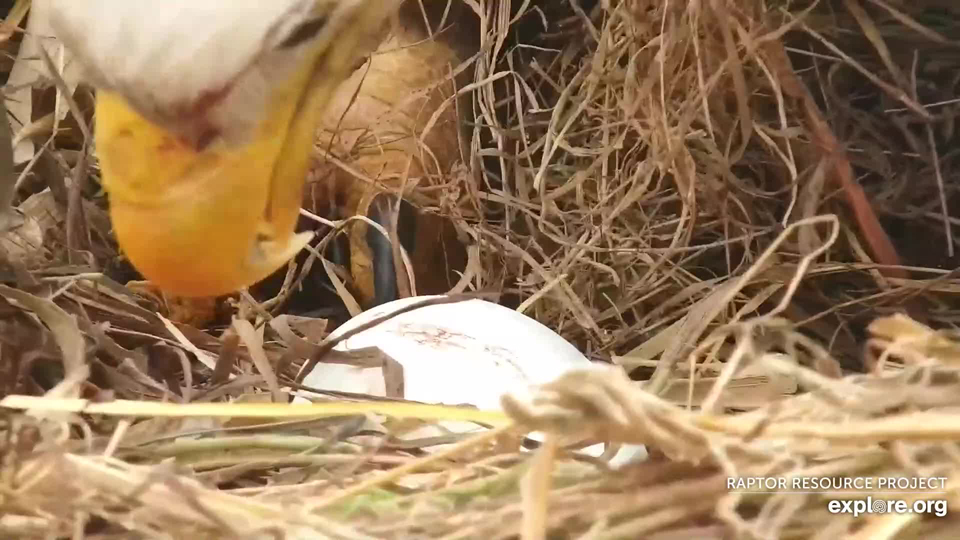 February 16, 2022: A first egg for DNF and Mr. North!