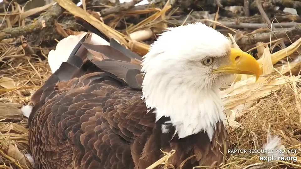 February 18, 2022: Mr. North on the North Nest.