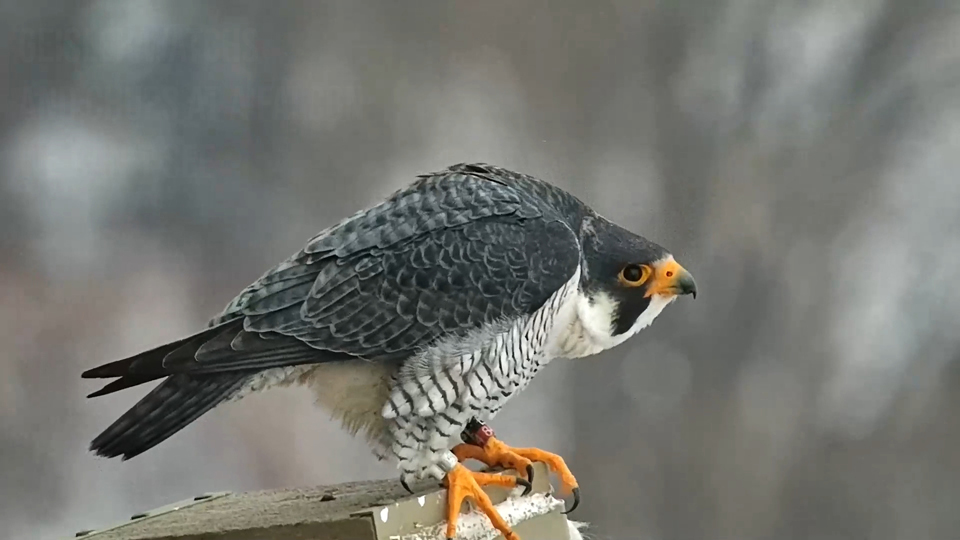 February 16, 2022: Falcon E/84 'Geisler' was banded by Bob Anderson in 2014 at Maiden Rock