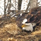 Raptor Resource Project: Bald Eagle and Bird of Prey Cams