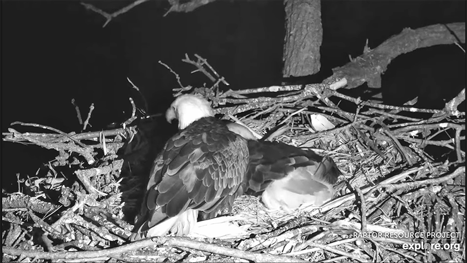 January 21, 2022: 1:50am incubation switch at the North nest