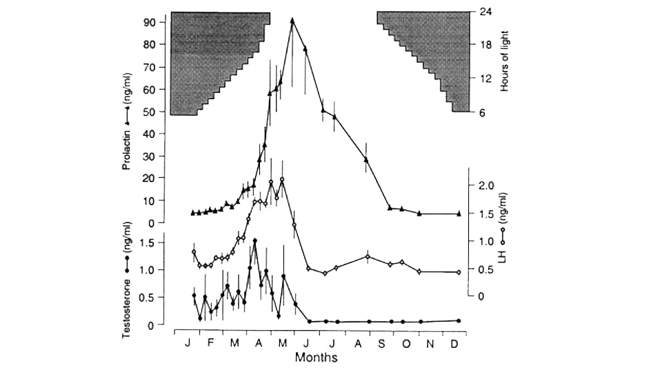 Changes in the concentrations of plasma testosterone, LH and prolactin in five captive, male Svalbard Ptarmigan exposed to seasonal changes in daylength