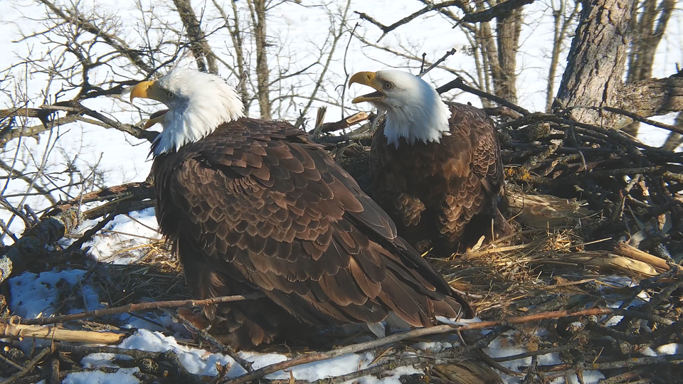 January 3, 2022: DNF and Mr. North on nest defense.