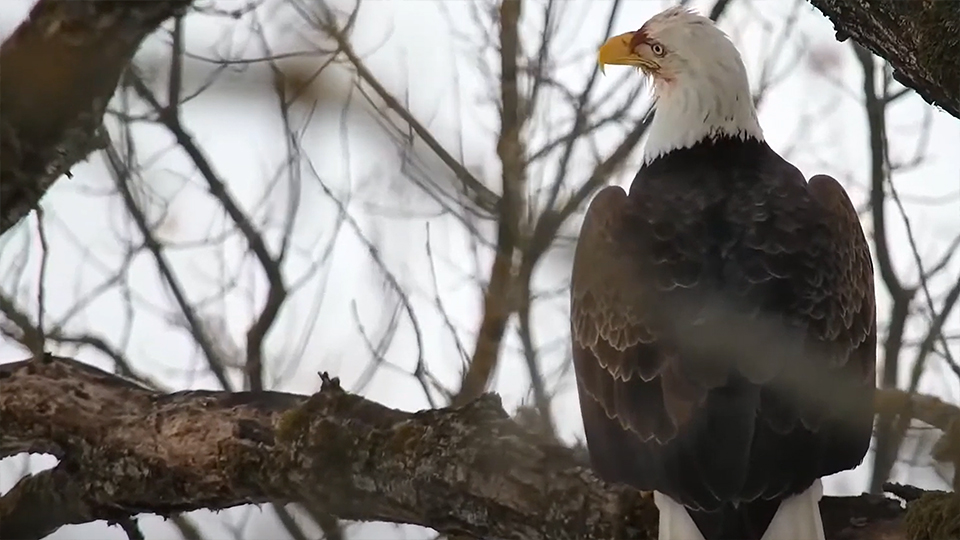 January 6, 2022: An unknown eagle near the North nest
