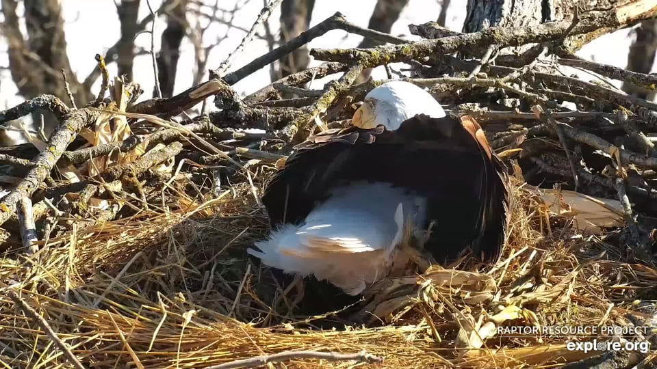 January 7, 2022: DNF takes the nest bowl for a spin. I love the view of her stacked tailfeathers!