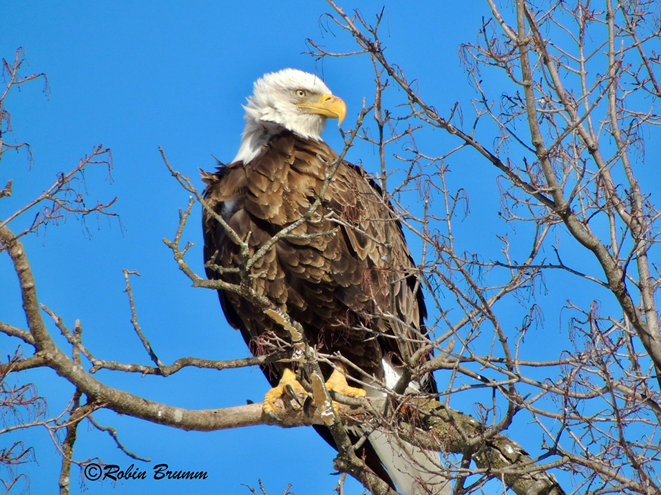 February 20, 2022: Mom on the Maple Tree