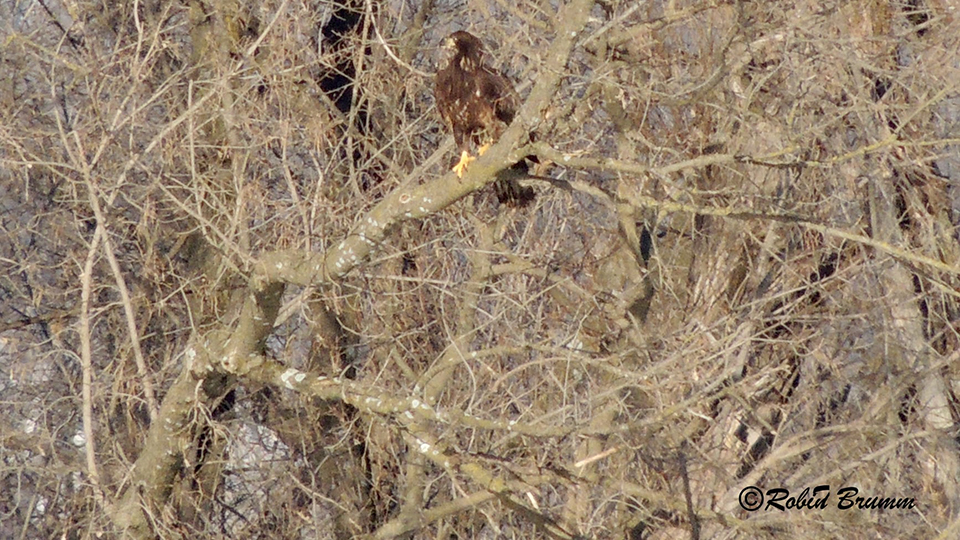 February 20, 2022: A young eagle near N3