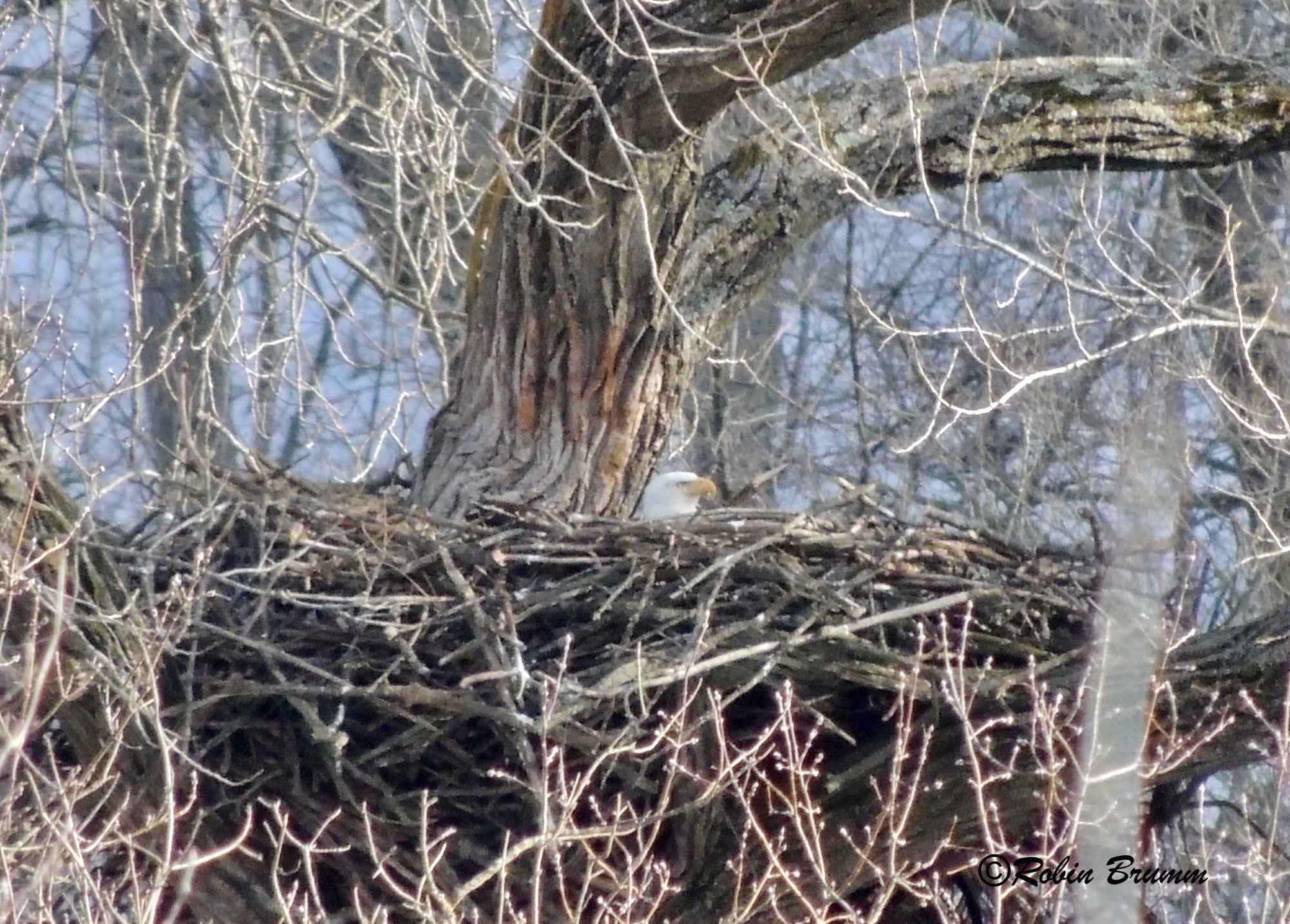 February 20, 2022: A parent incubating at the Bobway nest.