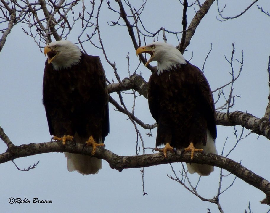 March 3, 2022: Mom and DM2 vocalizing. Photo by Robin Brumm