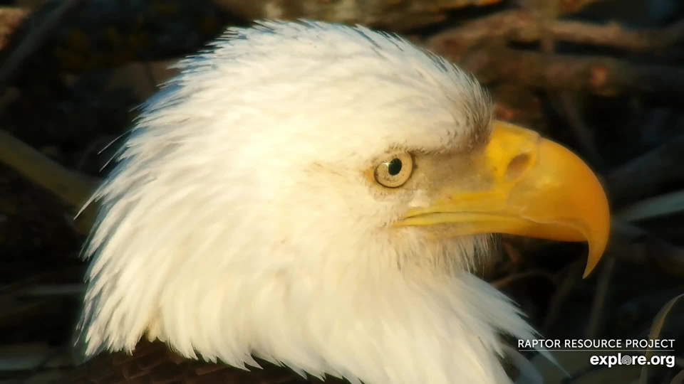 March 8, 2022: Handsome Mr. North takes his turn at incubation. Countdown to hatch as of March 15: 10 days!