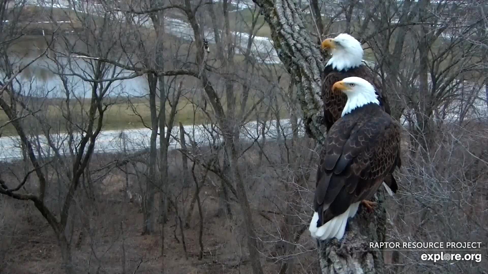 March 7, 2022: Mom and DM2 at N2B. They hadn't started incubation as of last night. We'll see what our boots on the ground tell us this morning!