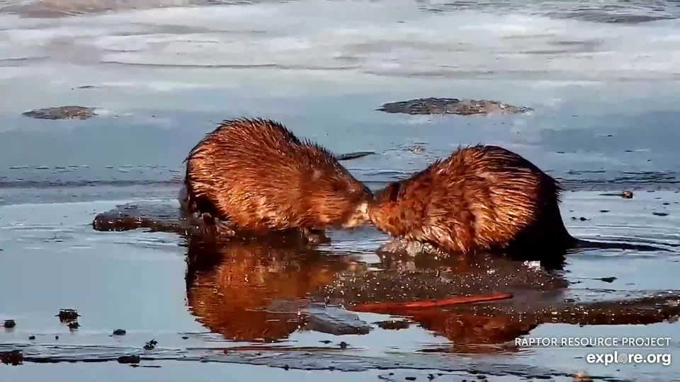 Muskrats on the Flyway, March 8, 2022. Here's your earworm! https://youtu.be/KgCk3bnvO5Y