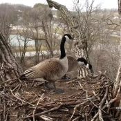 March 9, 2022: Canada geese at N2B