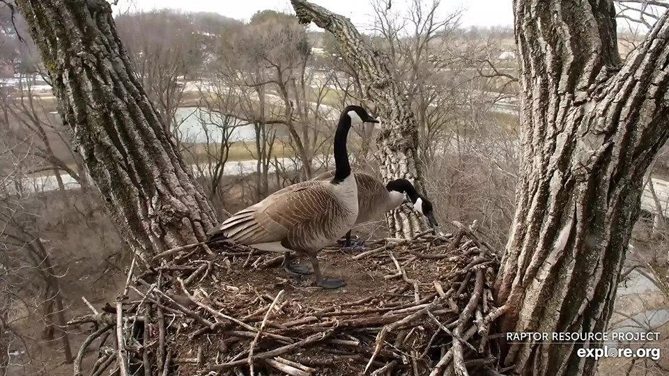 March 9, 2022: Canada geese at N2B