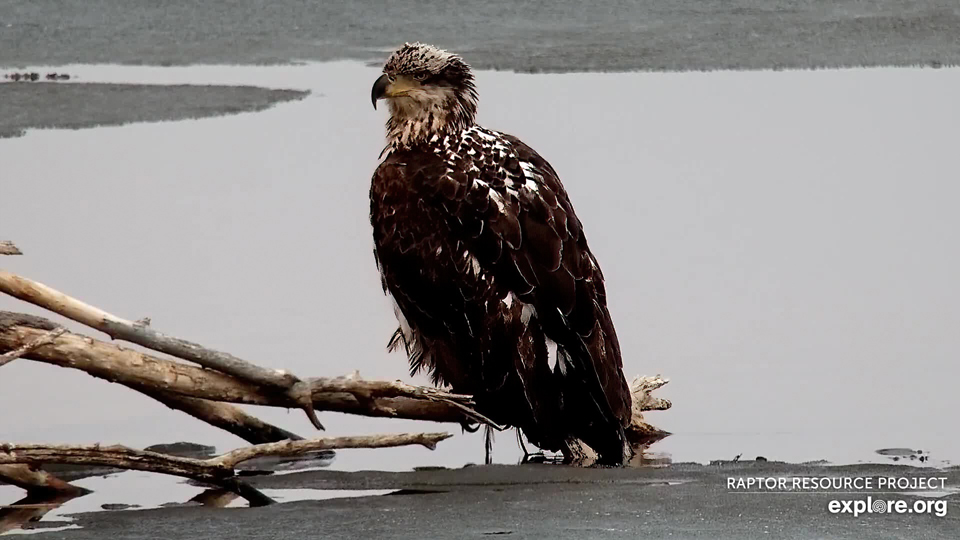March 17, 2022: A subadult eagle on the Flyway