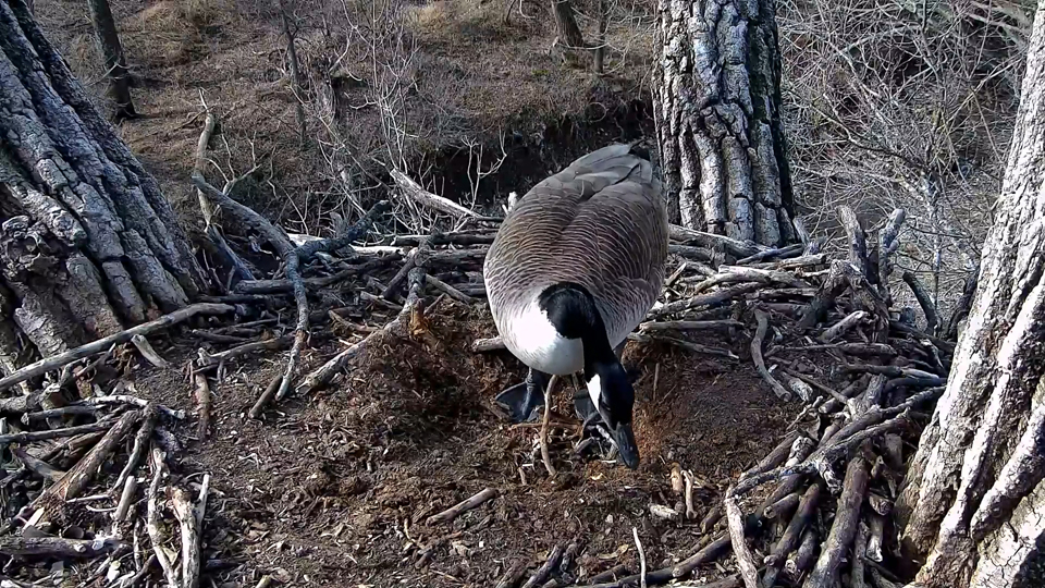 March 17, 2022: It's a lovely morning in the nest and you are an awesome, beautiful goose!