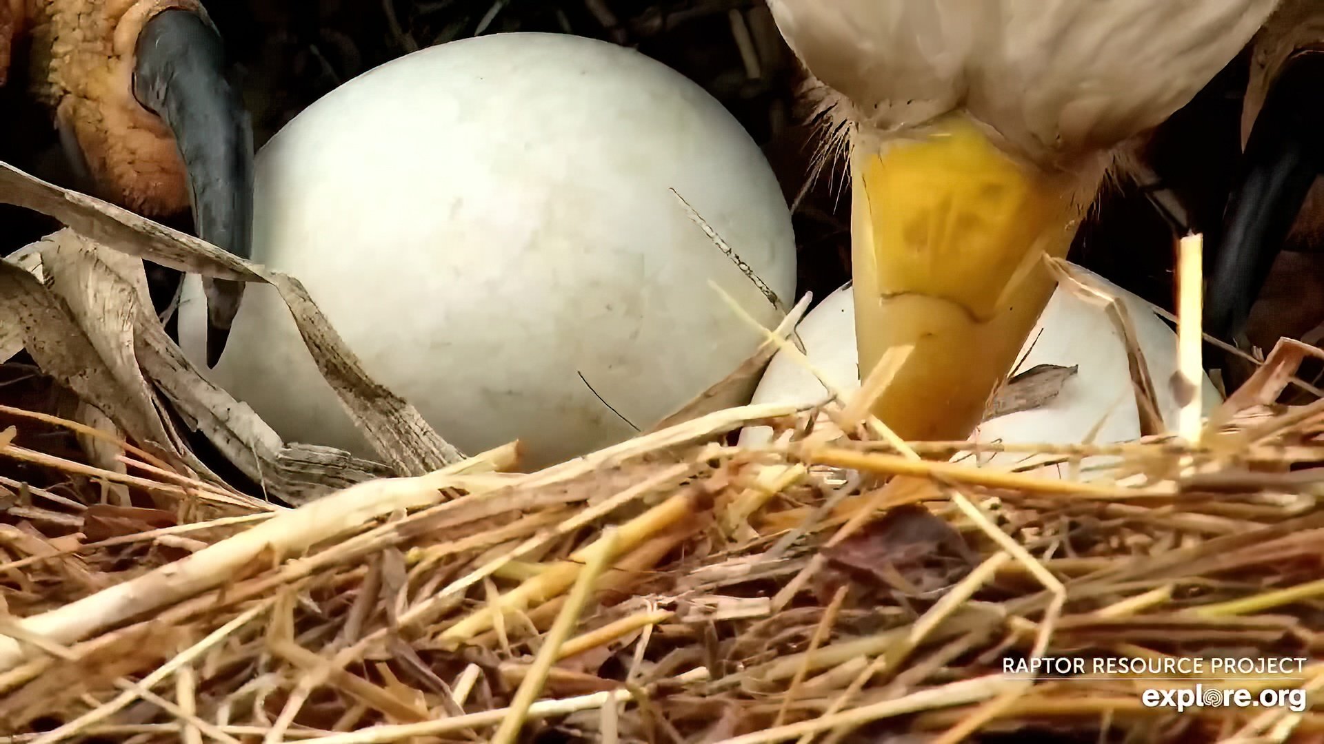 March 18, 2022: DNF carefully rolls her eggs