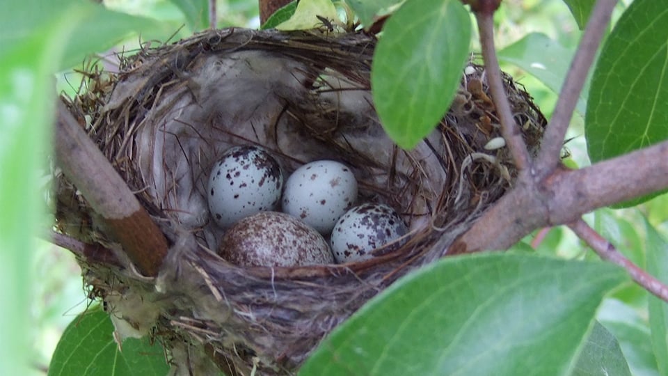 This nest contains three Yellow Warbler Egg and one Brown-headed Cowbird egg. Photo credit Stylurus: https://www.flickr.com/photos/stylurus/2618264361.