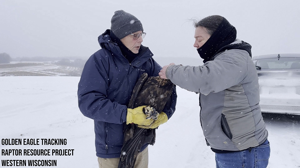Jeff Worrell and Amy Ries unhooding and releasing the first Golden Eagle.