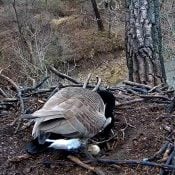 March 24, 2022: A Canada Goose egg in the Decorah Eagles nest!