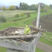 Canada Geese at 24 hours old, Charlo Osprey Nest, explore.org, just prior to the Big Leap