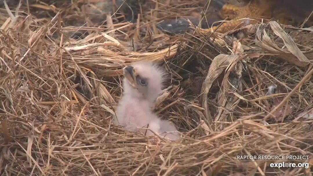 Bald eagles at 24 about hours old, Decorah Eagles North nest