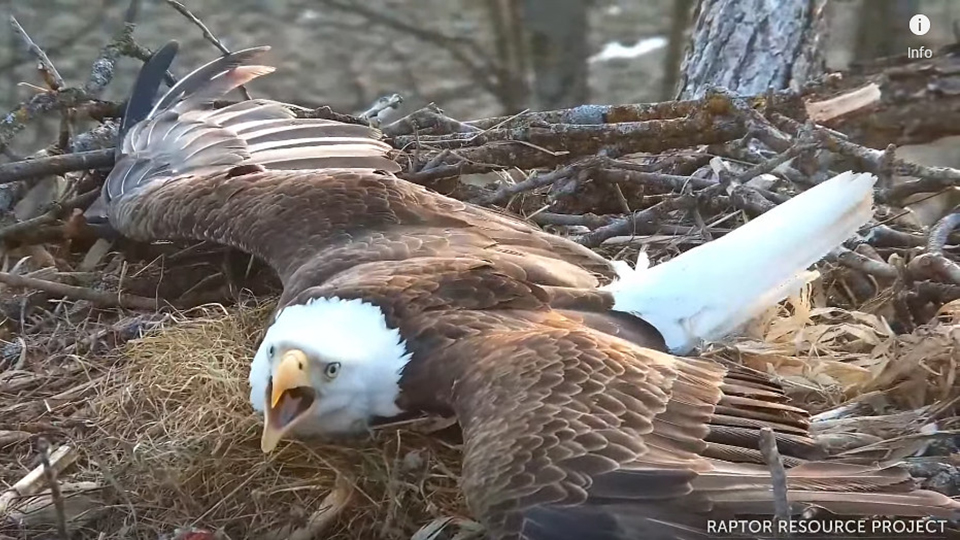 March 27, 2022: Mr. North defends his nest