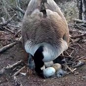 March 28, 2022: Mother Goose lays egg #4 at N2B