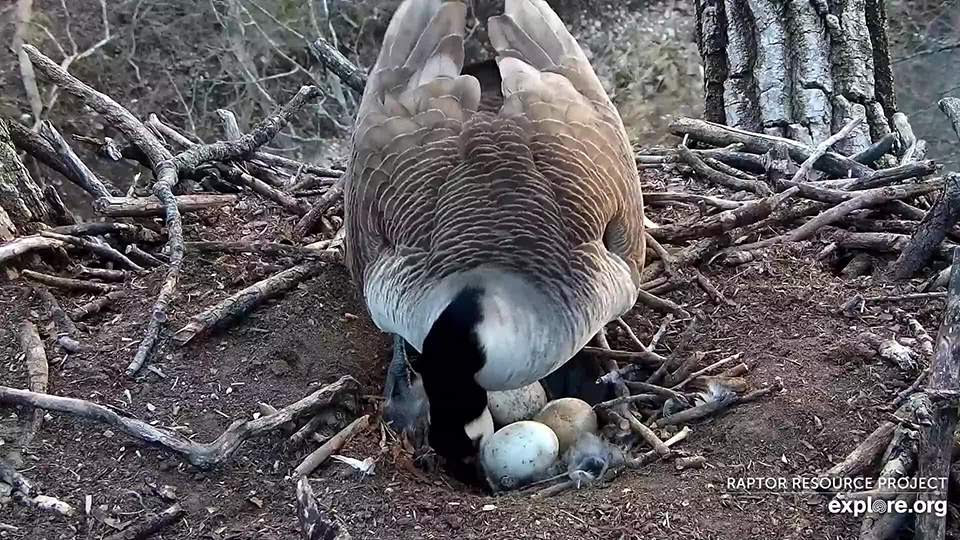 March 28, 2022: Mother Goose lays egg #4 at N2B