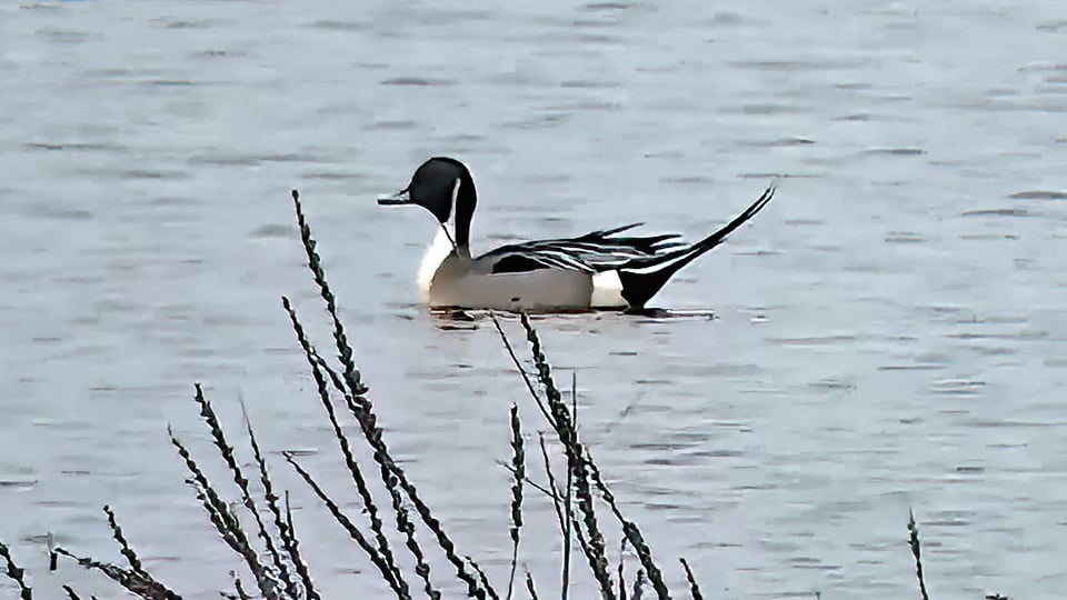 March 23, 2022: Northern Pintail Ducks on the Flyway
