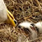 An eyeball? Absolutely! Nothing goes to waste in an eagle's nest.