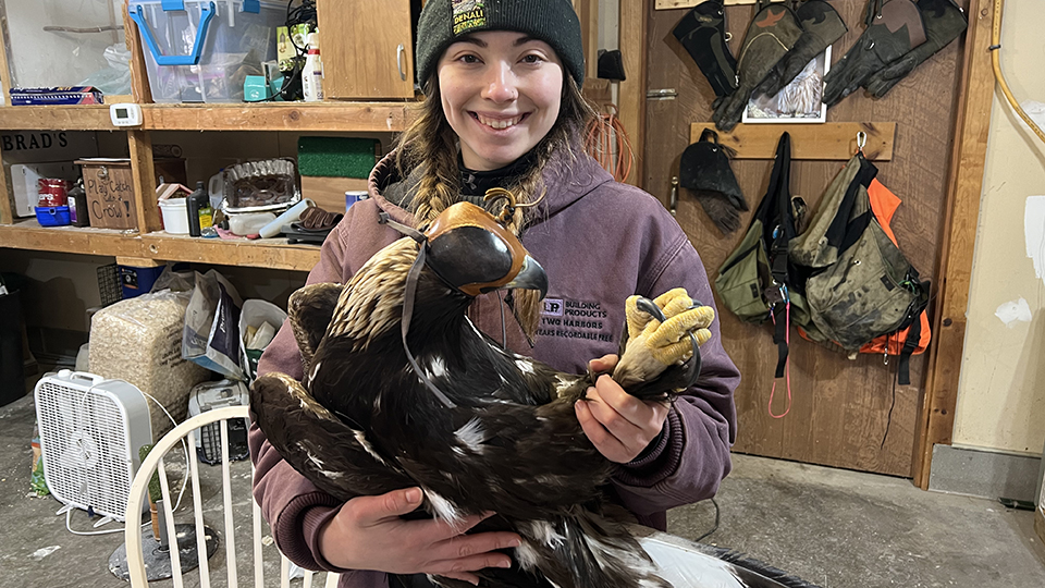 Sarah Howe with the second Golden Eagle we trapped
