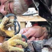 Collecting data: Brett Mandernack measures a Golden Eagle's tarsus.