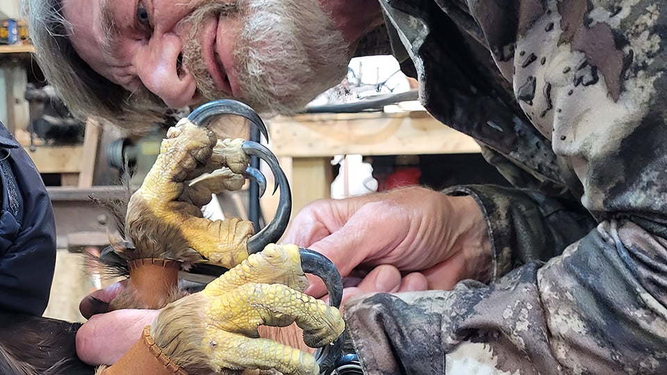 Collecting data: Brett Mandernack measures a Golden Eagle's hallux claw