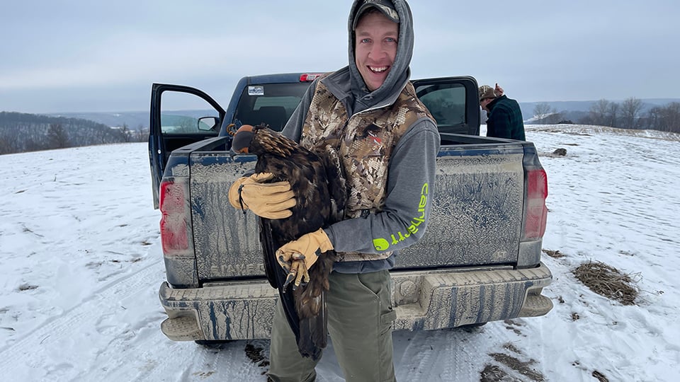 Erik Murray with the first eagle we trapped