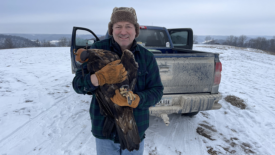 John Howe with the first eagle we trapped