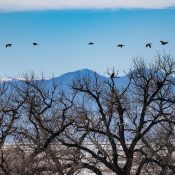 This photo by Lanie Burritt shows Ma & Pa's huge nest, one of our FSV eagles perched to the right of it, the Rocky Mountains and geese flying by.