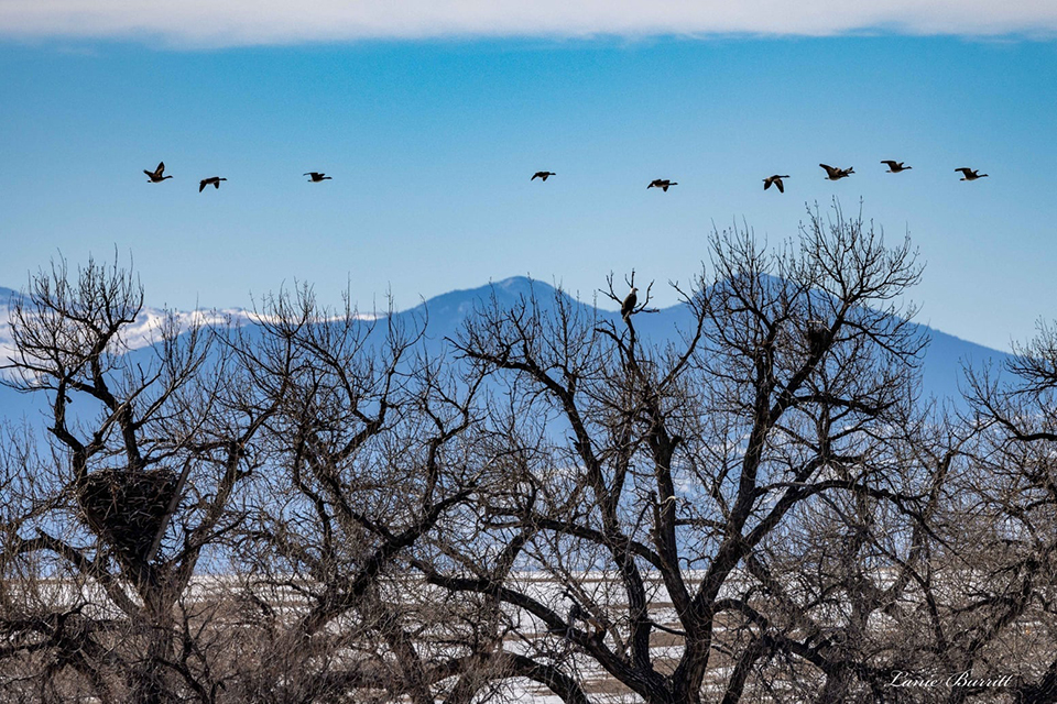 This photo by Lanie Burritt shows Ma & Pa's huge nest, one of our FSV eagles perched to the right of it, the Rocky Mountains and geese flying by.