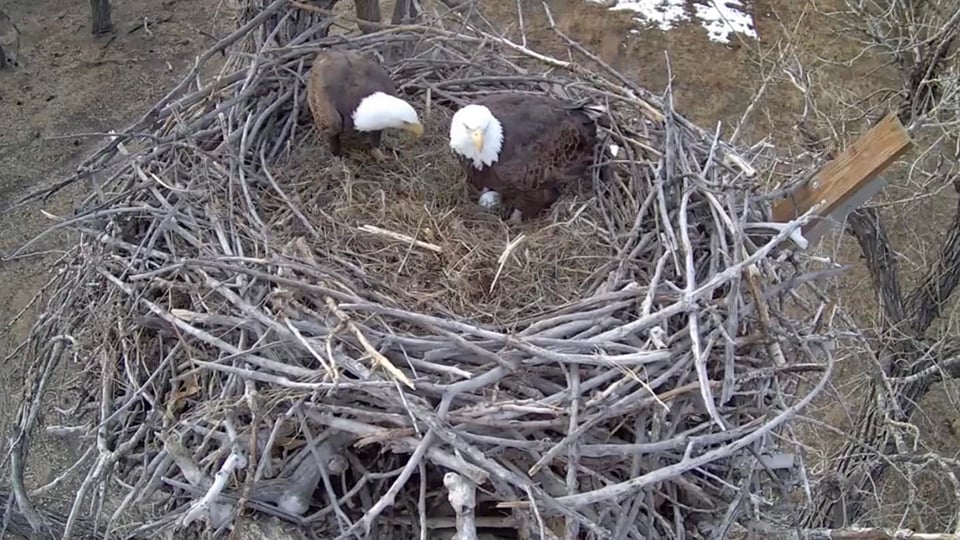 Lisa Levesque's capture of Pa's first look at their new egg. His look is one of entranced curiosity!