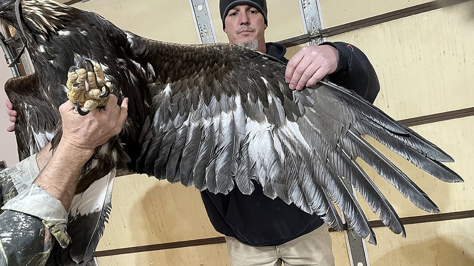 Collecting data: Wingspan measurement