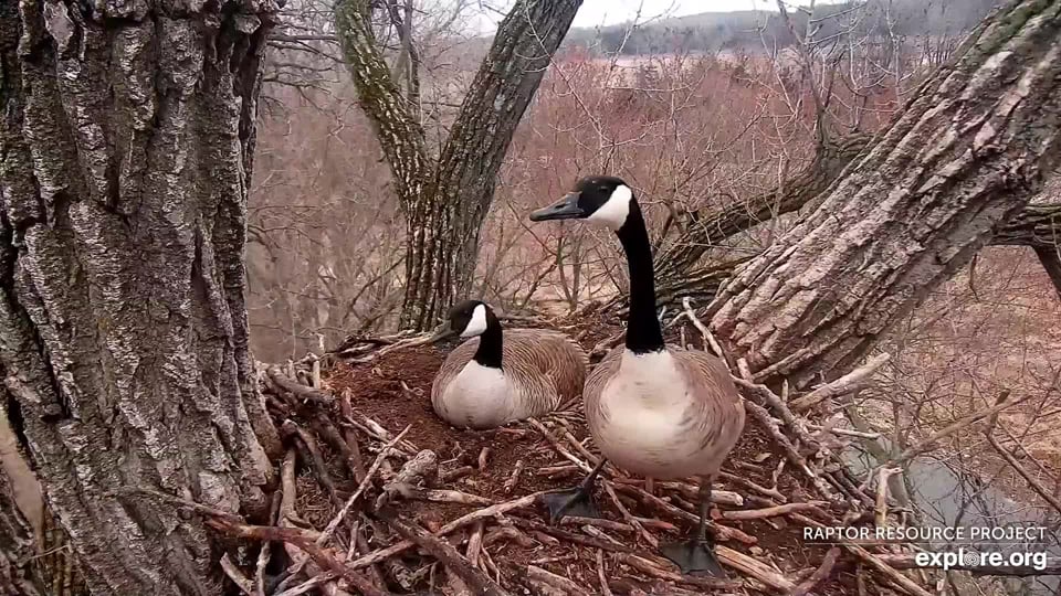 March 30, 2022: The goose and the gander! Male Canada geese do not incubate, but they will defend their mates. We think he might have been responding to the new bald eagle couple, but we don't know that for sure.