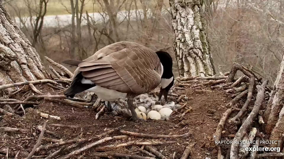 April 1, 2022: Mrs. Goose tends to her six eggs!