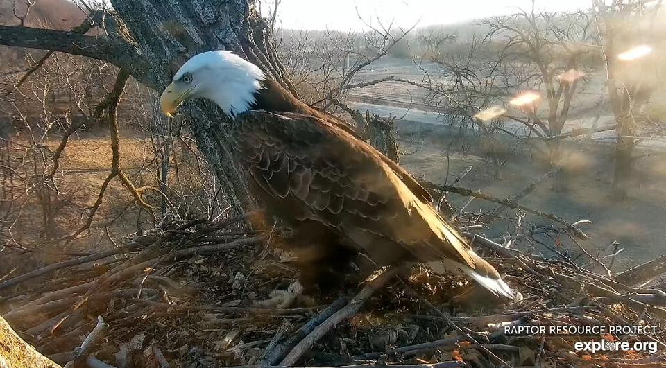 March 30, 2022: We built this starter nest after the original nest washed out of the tree. Will the new eagles approve of our handiwork? We'll see!