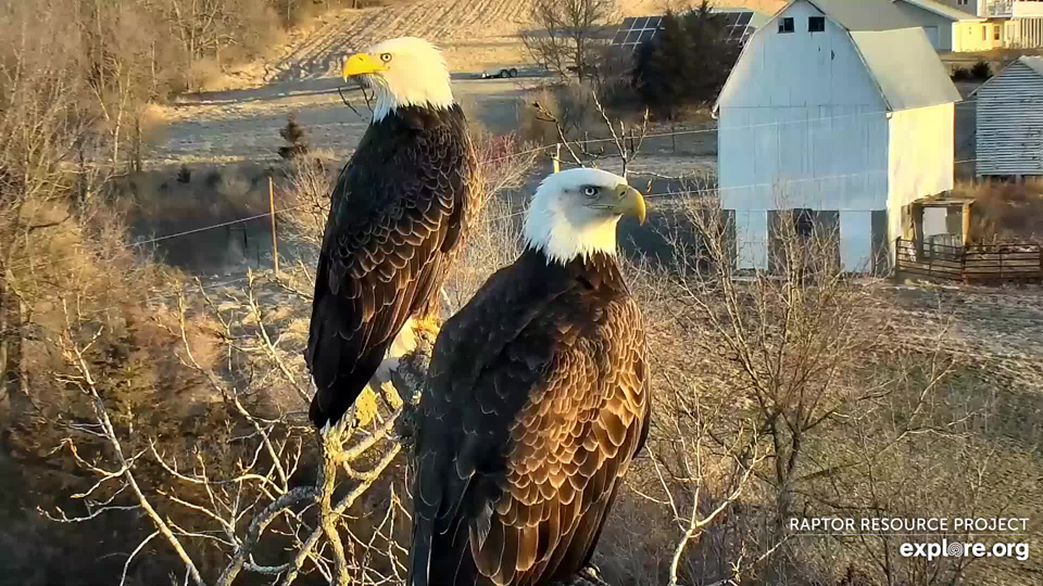 April 1, 2022: It's not an April Fool's joke - a new pair of eagles are taking a hard look at N1!